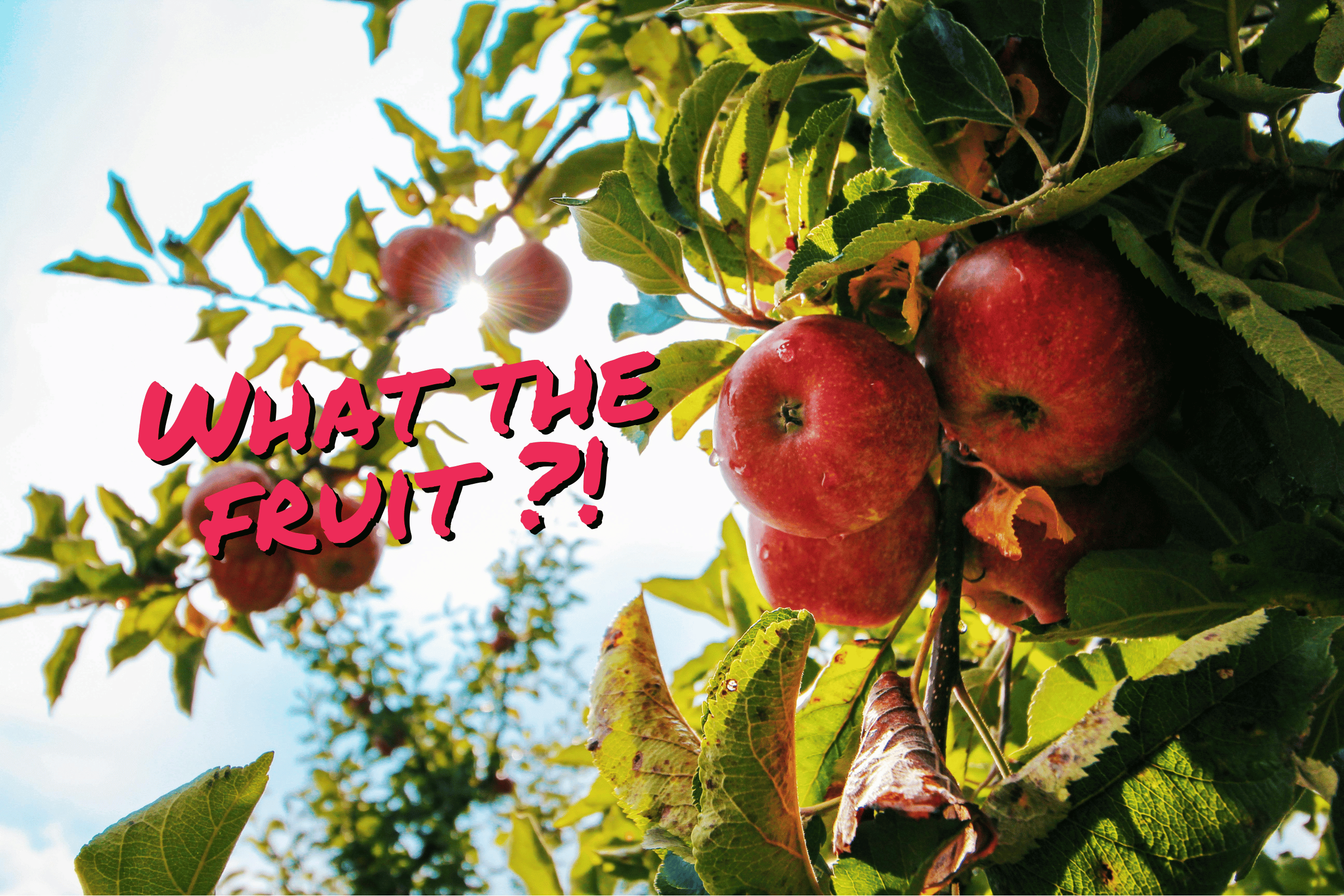 Pommes rouges éclatantes dans un verger baigné de soleil, avec le slogan 'What the fruit ?!' en surimpression — un clin d’œil à l’authenticité du fruit, à la fraîcheur sans filtre, et à l’esprit libre des Brasseuses de Fruits.